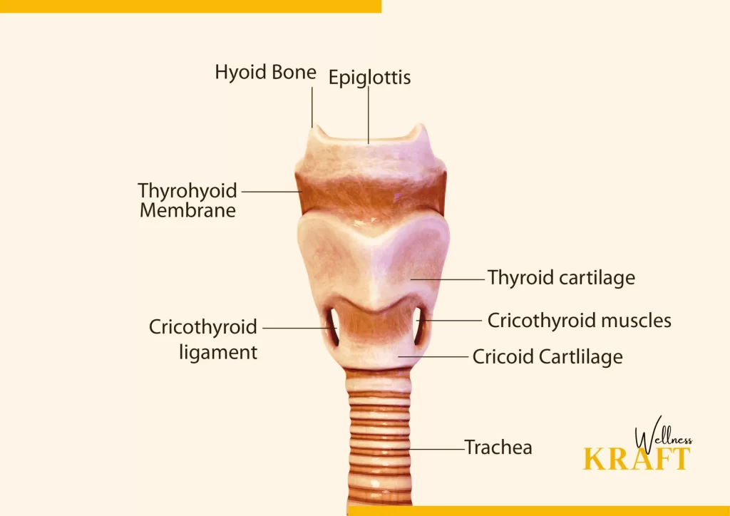 thyroid disorders